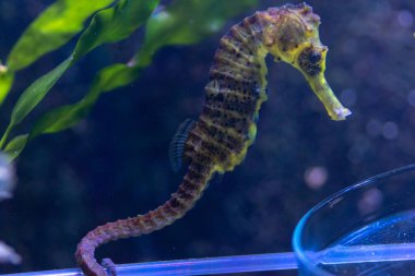 Wroclaw, Polonya 21 Ocak 2020. Wroclaw Afrika Karyumundaki Hayvanlar