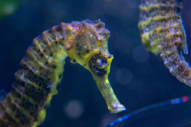 Wroclaw, Polonya 21 Ocak 2020. Wroclaw Afrika Karyumundaki Hayvanlar