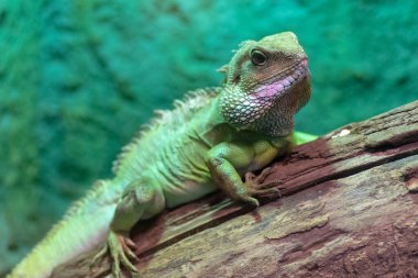 Wroclaw, Polonya 21 Ocak 2020. Wroclaw Afrika Karyumundaki Hayvanlar