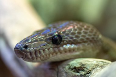 Wroclaw, Polonya 21 Ocak 2020. Wroclaw Afrika Karyumundaki Hayvanlar