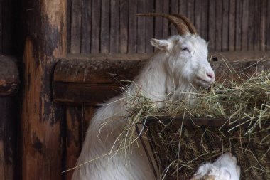 Wroclaw, Polonya 21 Ocak 2020. Wroclaw Afrika Karyumundaki Hayvanlar