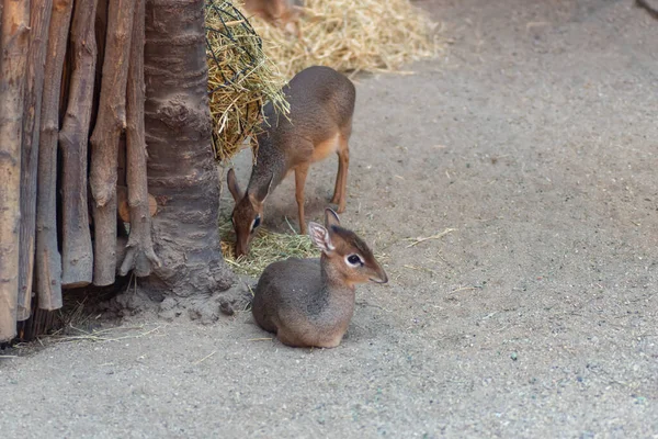 Вроцлав Польша Января 2020 Animals Wroclaw Africarium — стоковое фото