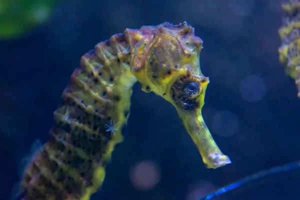 Wroclaw, Polonya 21 Ocak 2020. Wroclaw Afrika Karyumundaki Hayvanlar