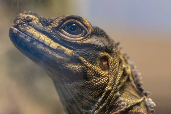 Breslau Polen Januar 2020 Tiere Breslauer Afrikarium — Stockfoto