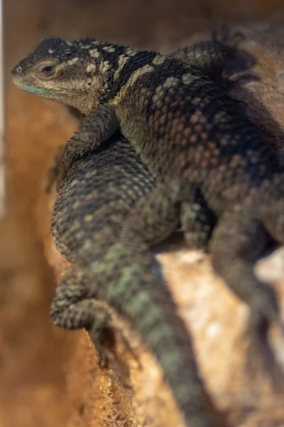 Wroclaw Polen Januari 2020 Dieren Het Africarium Van Wroclaw — Stockfoto