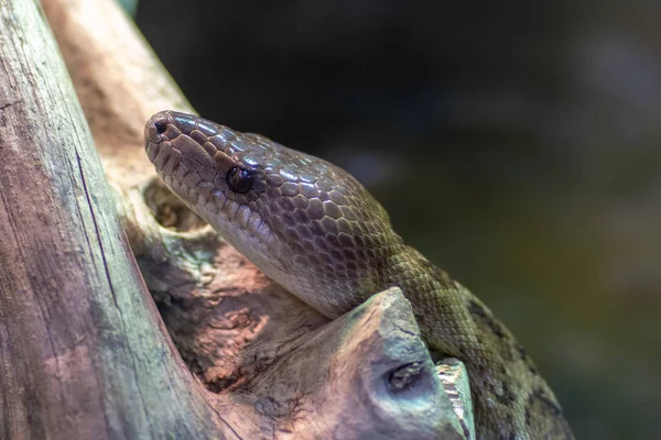 Breslau Polen Januar 2020 Tiere Breslauer Afrikarium — Stockfoto