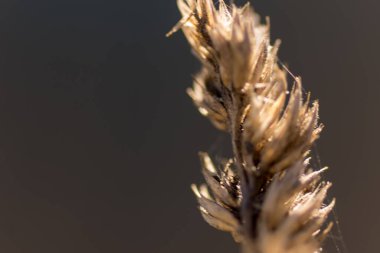 Szombierki Isı ve Elektrik Santrali (Almanca: Kraftwerk Oberschlesien, Kraftwerk Bobrek,