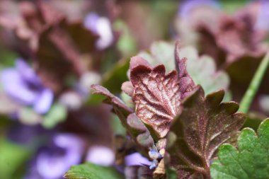 Çalılar ve Bahçe Çiçekleri. Doğa çok güzel..         