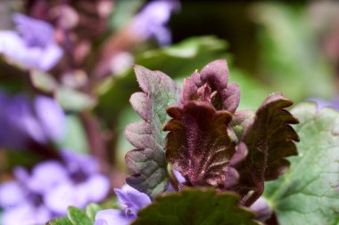 Çalılar ve Bahçe Çiçekleri. Doğa çok güzel..         