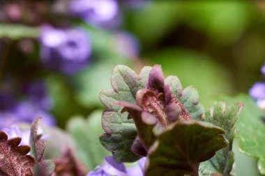 Çalılar ve Bahçe Çiçekleri. Doğa çok güzel..         