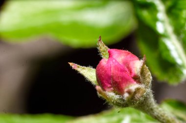 Çalılar ve Bahçe Çiçekleri. Doğa çok güzel..         