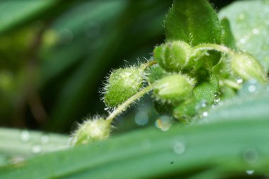 Çalılar ve Bahçe Çiçekleri. Doğa çok güzel..         