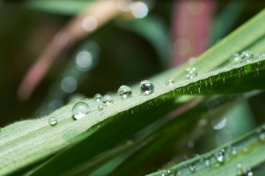 Çalılar ve Bahçe Çiçekleri. Doğa çok güzel..         