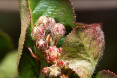 Çalılar ve Bahçe Çiçekleri. Doğa çok güzel..         
