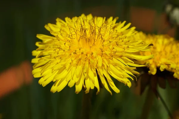 Sträucher Und Gartenblumen Die Natur Ist Schön — Stockfoto