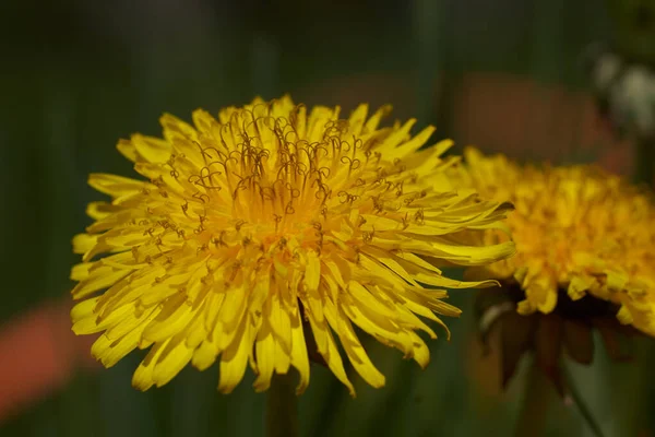 Sträucher Und Gartenblumen Die Natur Ist Schön — Stockfoto