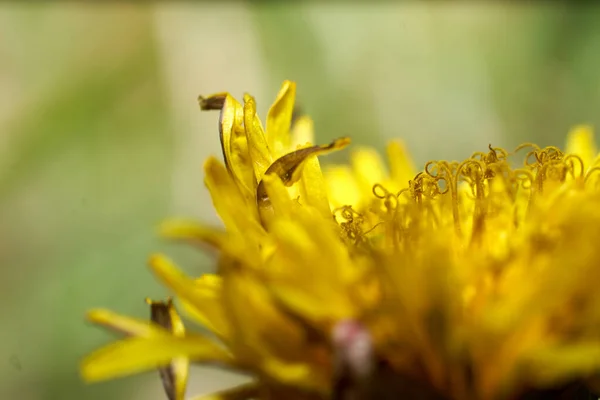 Sträucher Und Gartenblumen Die Natur Ist Schön — Stockfoto