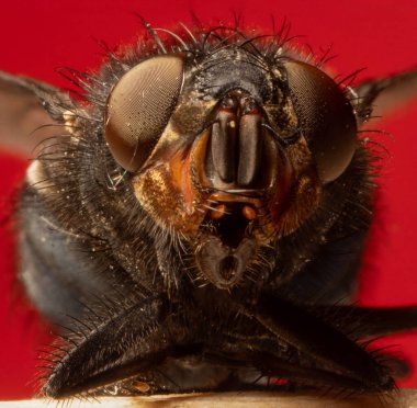 Bir sineğin makro fotoğrafı. Makro harika. Böcek makrofotoğrafçılığı