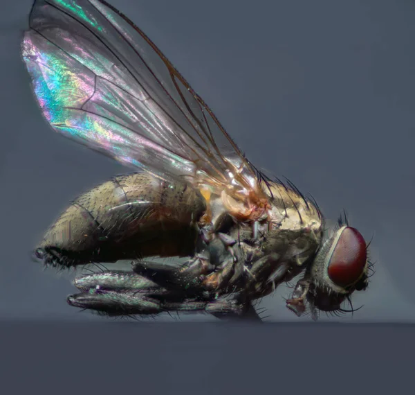 Makrofoto Einer Fliege Makrocool Insektenmakrofotografie — Stockfoto