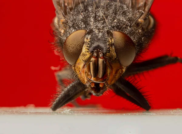 Macro Foto Van Een Vlieg Macro Cool Insectenmacrofotografie — Stockfoto
