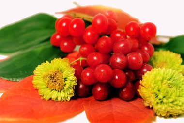 Yapraklardaki kırmızı viburum