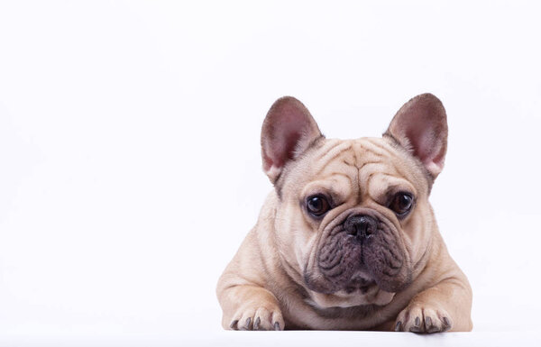 Adorable french bulldog lying on white background.