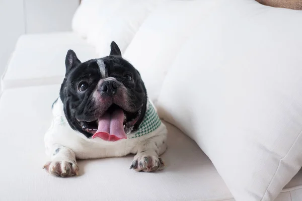 French bulldog with smiley faces lying on the sofa at home. Happy dog portrait with copy space.