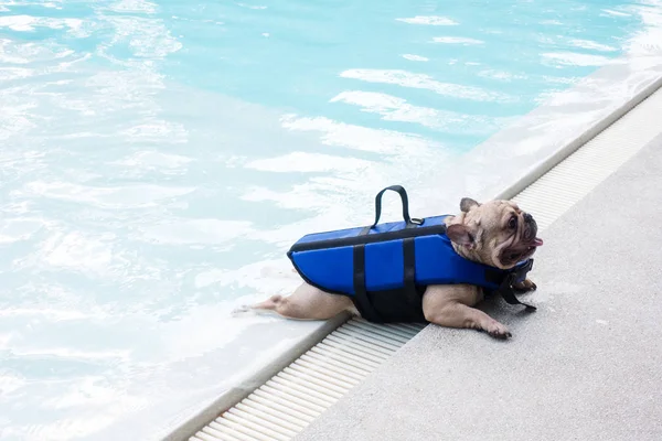 French bulldog with smiley faces at poolside. Happy dog enjoying summer vacation holiday. Pet relaxing at swimming pool.