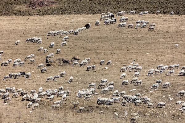 Flock of cattle near Segesta, Sicily