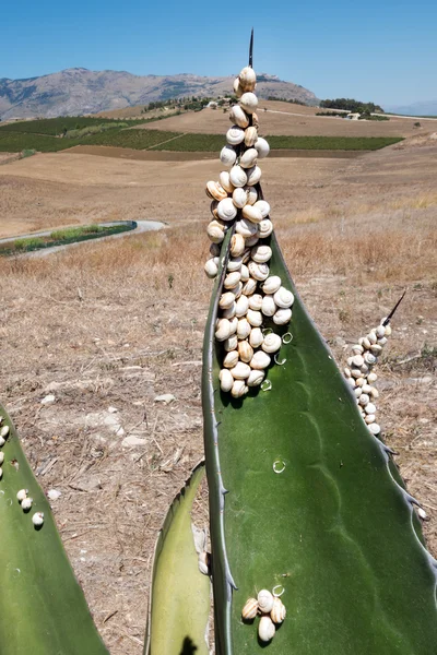 Cluster di lumache su una foglia — Foto Stock