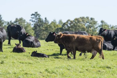 Minnesots beef Cattle clipart