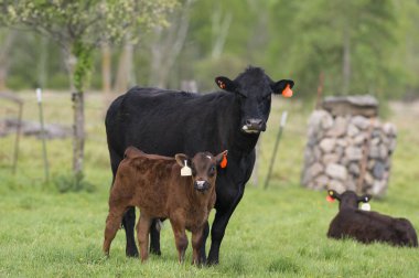 Black Angus Cow with a newborn calf clipart