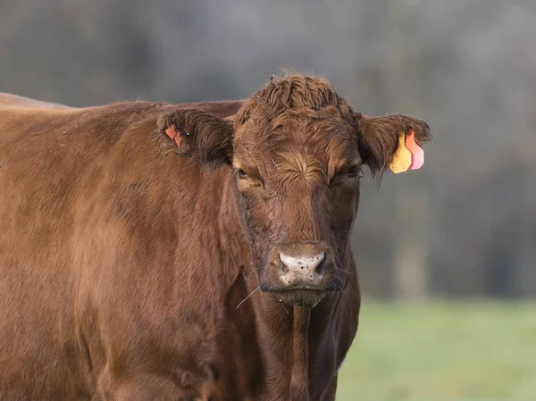 Корова Красного Ангуса — стоковое фото