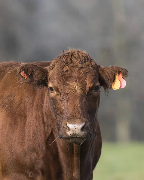 Czerwona krowa angus — Zdjęcie stockowe
