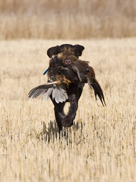 Faisan Chien de chasse — Photo