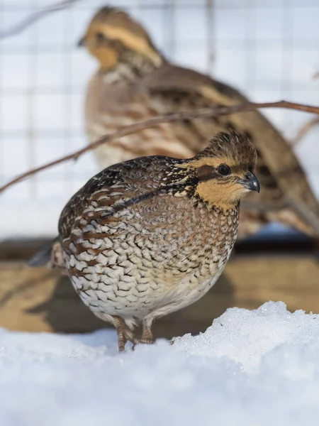 Bobwhite vaktel hona — Stockfoto