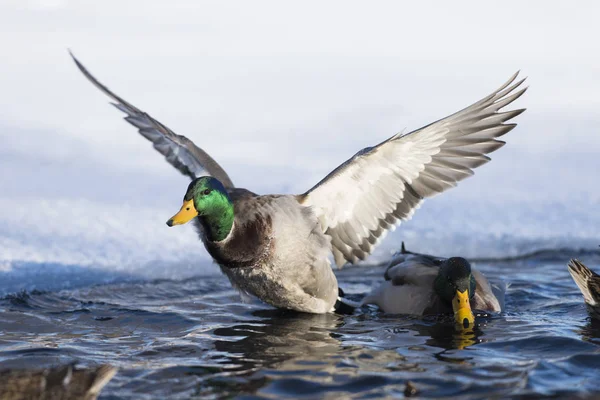 Aterrizaje Mallard Duck — Foto de Stock