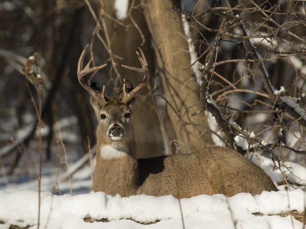 Whitetail Buck Deitado Neve — Fotografia de Stock