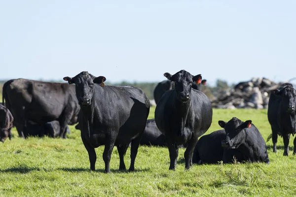 Schwarzangus-Kühe — Stockfoto