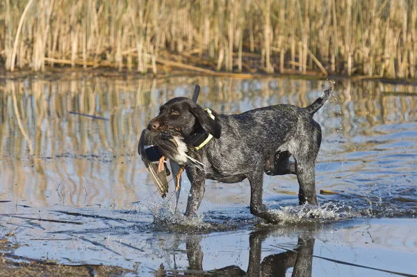 Ördek av köpeği — Stok fotoğraf