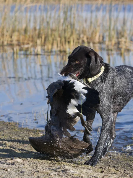 Cão de caça com um ganso — Fotografia de Stock