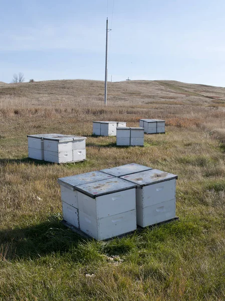 商業ミツバチの巣箱 — ストック写真
