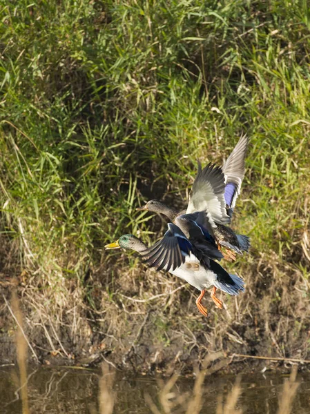 A pair of Mallard ducks in flight — Stock Photo, Image