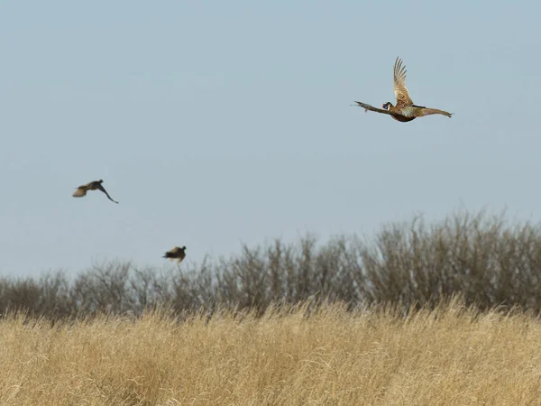Flock of Pheasants — Stock Photo, Image