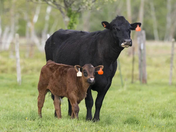 Black Angus Cow with a newborn calf — Stock Photo, Image