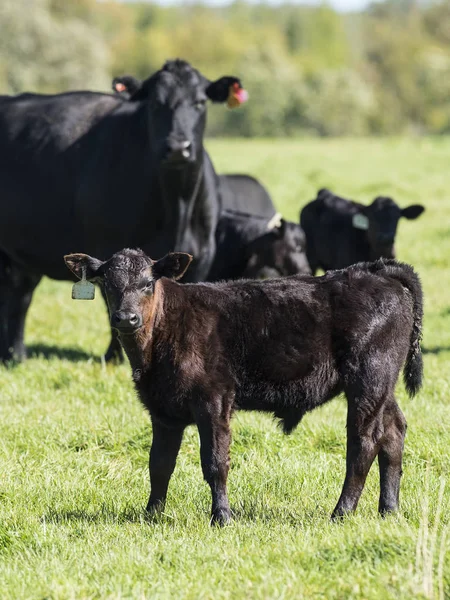 Корова и телёнок Чёрного Ангуса Стоковое Фото