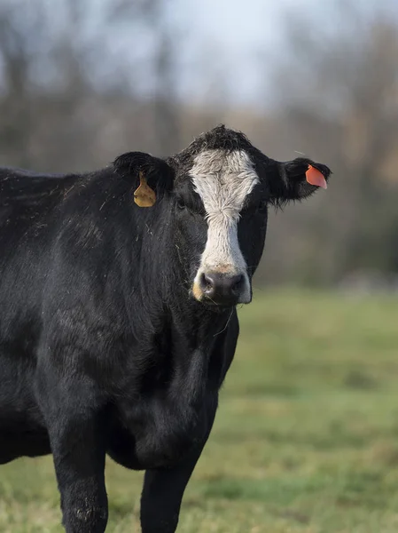 Beef Cow i Minnesota — Stockfoto