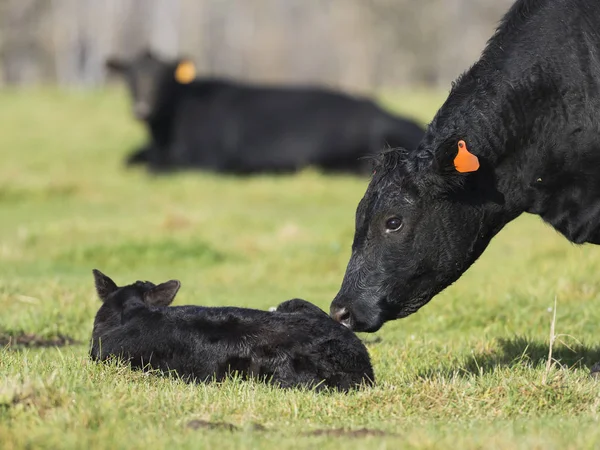 Vache Angus noire avec un veau — Photo