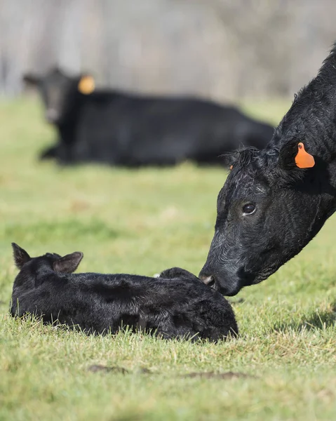 Black Angus Cow with a calf — Stock Photo, Image