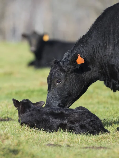 Vache Angus noire avec un veau — Photo